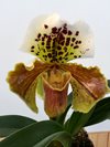 Paphiopedilum гибрид